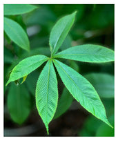 Load image into Gallery viewer, RED BUCKEYE  - Aesculus

