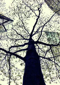 CITY & TREE